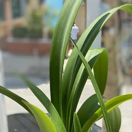 Apartman Violet's Boutique