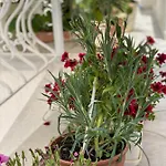 Violet's Boutique Apartament Saranda