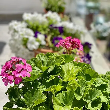 Violet's Boutique Sarande