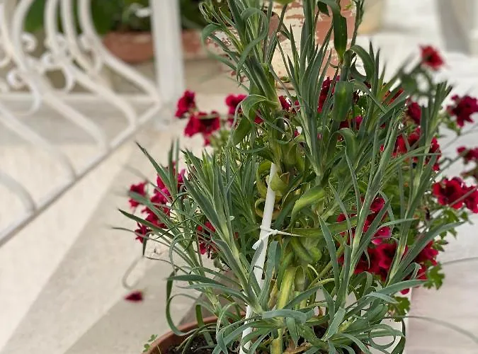 Violet's Boutique Lejlighed Sarandë